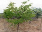african-blackwood.jpg