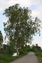 blue-gum.jpg