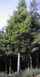 douglas-fir.jpg