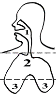 dylos-lungs.jpg.png