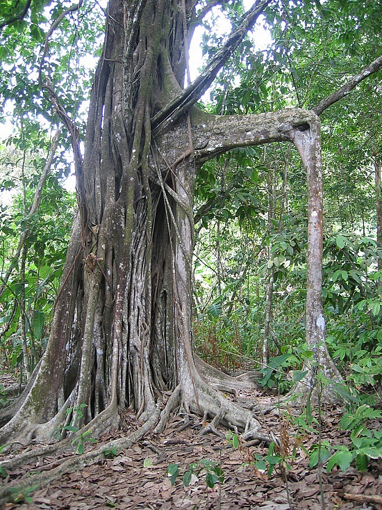 ficus-2.jpg