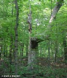 hard-maple.jpg