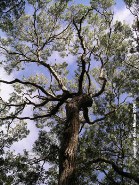 mahogany-tree.jpg