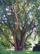 osage-orange-tree.jpg