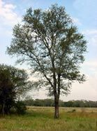 quebracho-tree.jpg