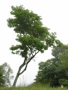 sassafras.jpg